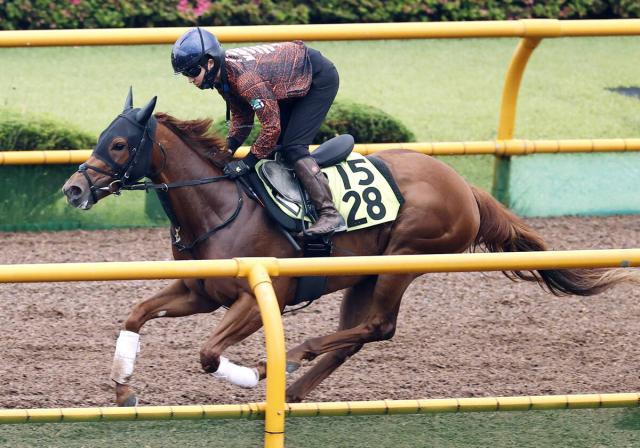 【函館2歳S】トウカイマシェリは単走で軽やかに駆け抜ける　鮫島克駿騎手「前回の競馬が生きると思う」