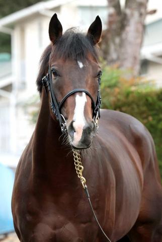 【注目馬動向・古馬】エルトンバローズが中京記念で復帰へ　骨折でマイルCS2着後は休養