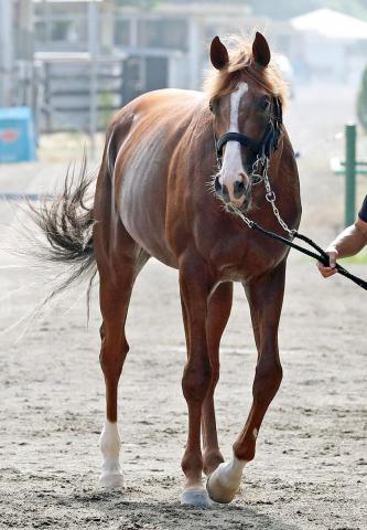 【POG】アーモンドアイの2番子プロメサアルムンドが初のコース追いで2馬身先着　国枝調教師「上より軽い感じ」