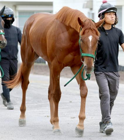 【POG】アーレムアレスは半姉が重賞3勝のアーテルアストレア　陣営「素直でいい馬」