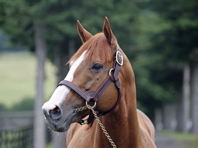 重賞4勝のジャスティンがアロースタッドへ 26年から種牡馬生活