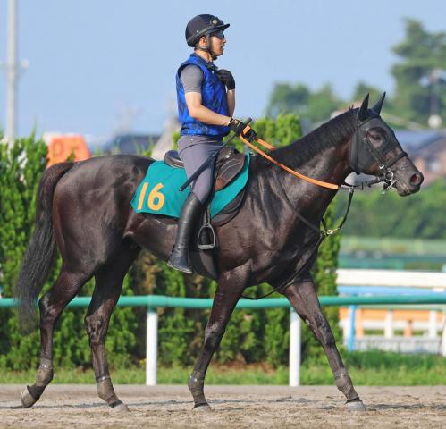 【POG】良血ペルウィクトールは27日の新潟・芝1600メートルでデビュー予定　宮田調教師「素質感じる」