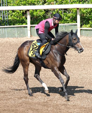 【東海S・水納の特注馬】“超サウスポー”のアルファマム　得意条件&斤量減で一発あるか
