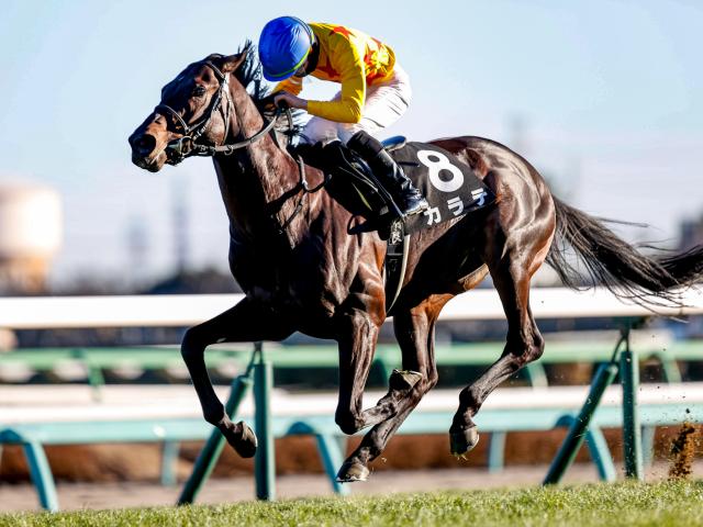 【先週のJRA抹消馬】芝重賞3勝を挙げたカラテ、ダートで活躍したケンシンコウなど