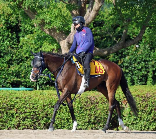 【関屋記念】ボンドガールが夏競馬に参戦　ルメール騎手と新コンビ　手塚久調教師「体つき、毛ヅヤいい」