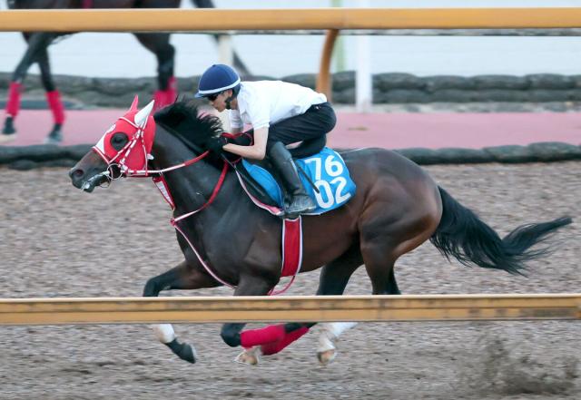 【東海S】砂無敗の4連勝　ビダーヤが一気の重賞制覇へ　3戦ぶり坂井瑠星騎手とのコンビで挑む