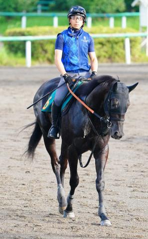 【新潟新馬戦】ペルウィクトール　サートゥルの再来!父同様の大物感あふれるボディーとフットワーク
