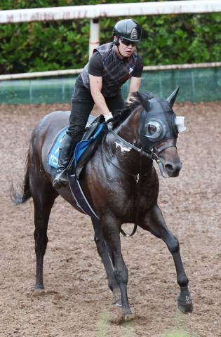 【東海S】ヤマニンウルス、得意の真夏で復活へ　2着馬に4秒3差衝撃デビュー戦も重賞初制覇もこの季節!斉藤崇調教師「歩様は今までよりいいですね」