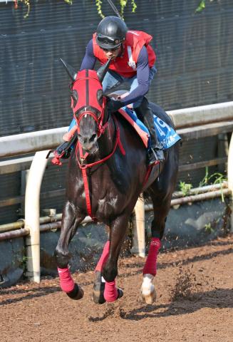 【東海S】サンライズホークがJRA重賞初制覇へ　中京は3戦全勝