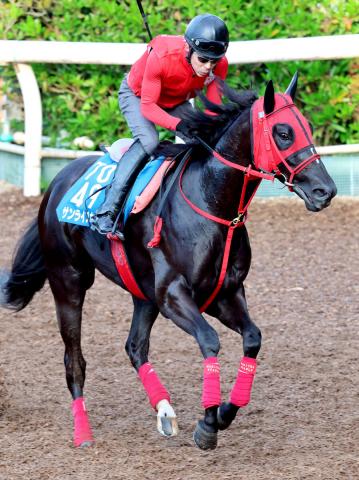 【東海S】地方交流重賞3勝のサンライズホーク　吉村騎手と初タッグで中央初タイトル狙う!1週前コンタクトも好感触