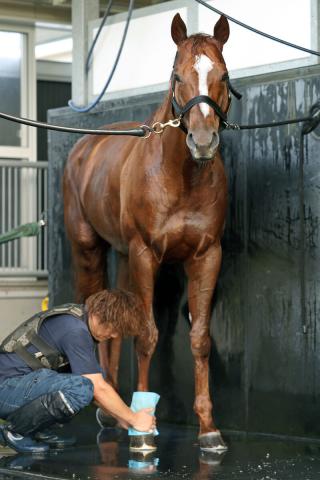 【東海S】重賞初Vを目指すサンライズフレイムが暑さに負けず鋭い伸び　菱田裕二騎手「すごく活気があります」