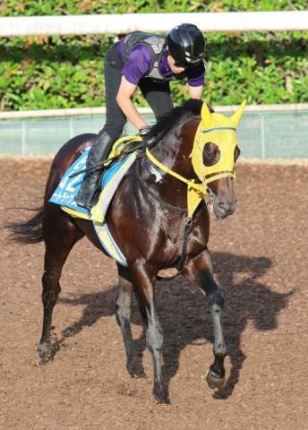 【東海S】エートラックスが重賞連勝へ　アレクシス・バデル騎手との新コンビにも注目