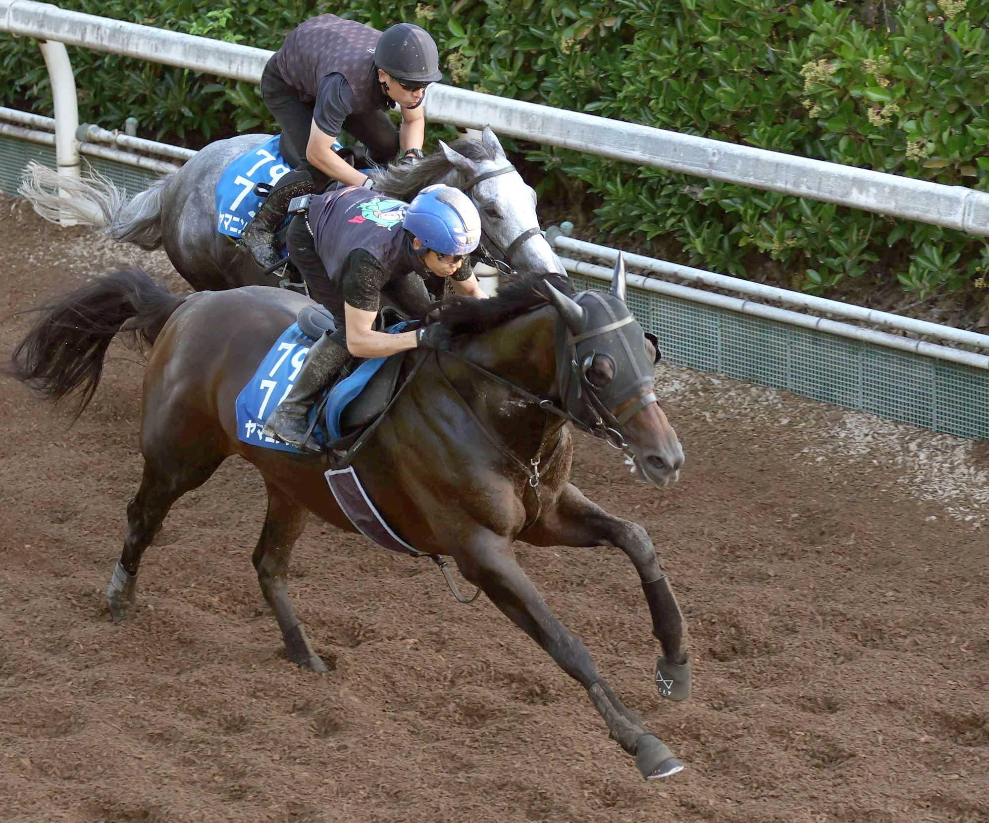 【東海Ｓ】ヤマニンウルス　迫力満点　得意の夏！復活へ万全　斉藤崇師「反応、動きともに良かった」