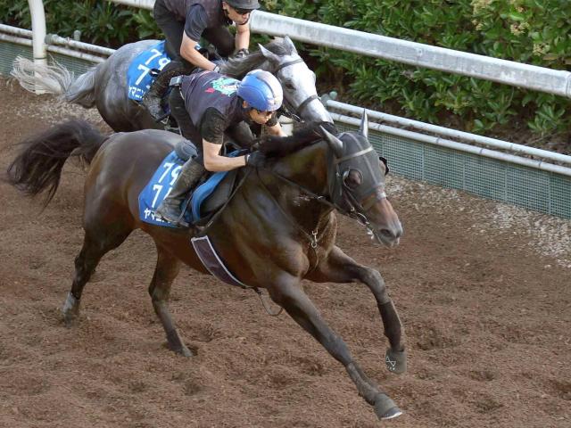 【東海Ｓ】ヤマニンウルス　迫力満点　得意の夏！復活へ万全　斉藤崇師「反応、動きともに良かった」