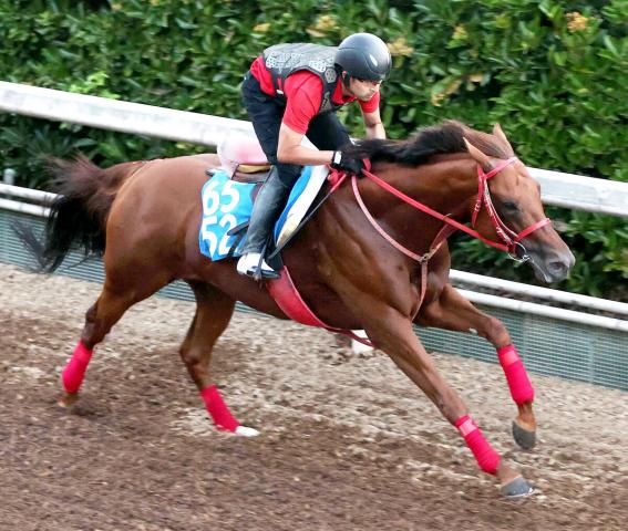 【東海S】重賞初挑戦のアドバンスファラオは坂路で51秒6　陣営「かなりいい状態で出せる」