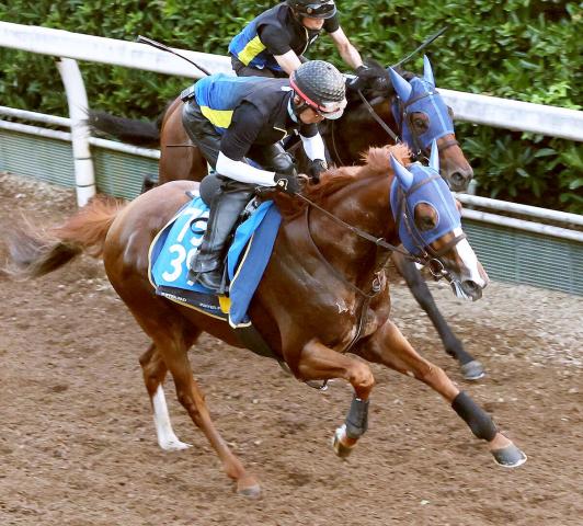 【関屋記念】重賞初挑戦のハクサンバードはしまい重点で力強い伸び　陣営「力を出せる仕上がり」
