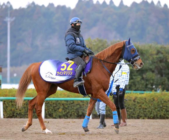 【POG】海外G1馬の半妹ウインベルチェーロが夏のデビューを視野に　手塚久調教師「1本やって変わったね」