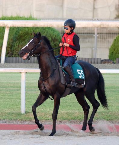 【中京新馬戦】ダノンセフィーロ　調整は予定通り　福永師「(半姉の)オーロラエックスに似てるかな」