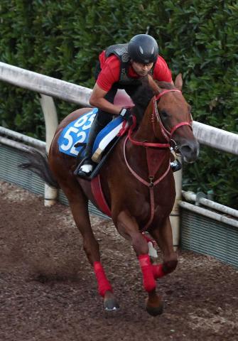 夏は森秀厩舎だ!アドバンスファラオ上昇気流1F12秒0　シンフォーエバー坂路で折り合いついた