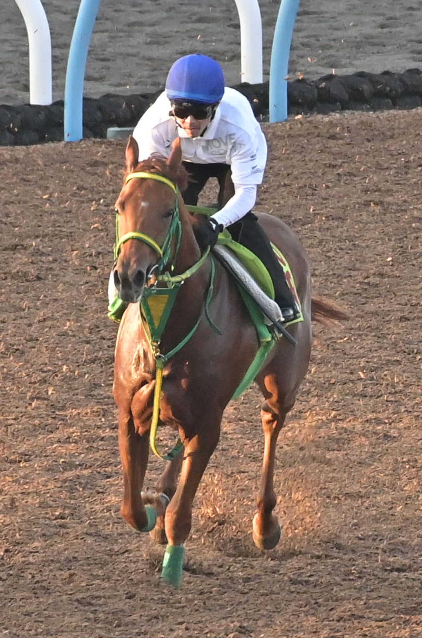 【新馬戦】ラプランセス　祖母はＧ１馬・レジネッタ　センスは高評価　相田助手「日に日に落ち着きが出てきた」