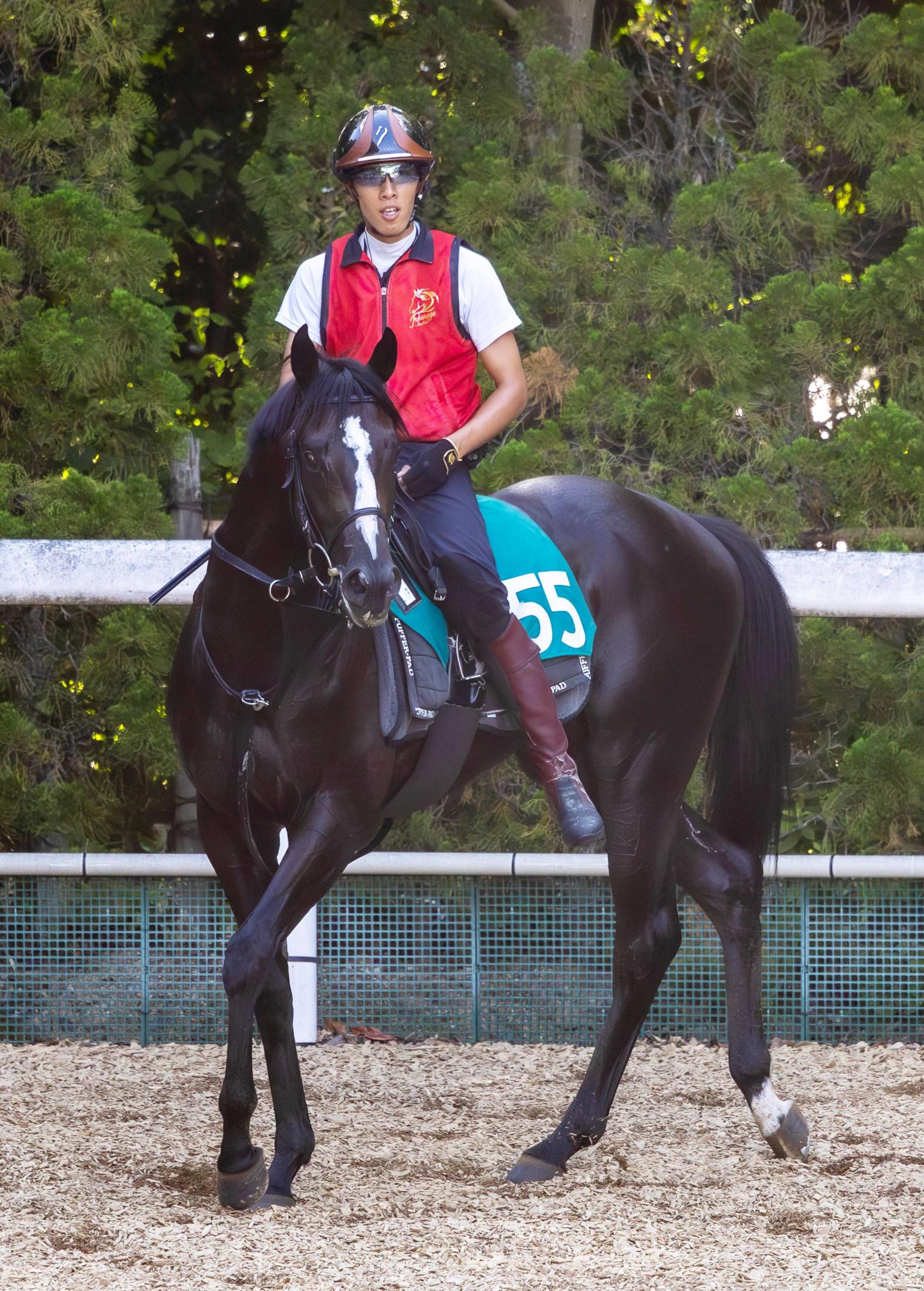 【新馬戦】ダノンセフィーロ　福永師も期待大のコントレイル産駒　「馬格がある馬で跳びが大きい」