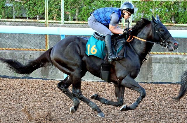 宮田調教師「高いレベル」良血ペルウィクトール、27日の新潟3Rでデビュー　夏の越後路から名馬の道歩むか