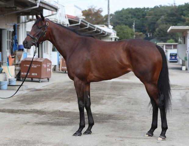 23年函館スプリントSを制した6歳牝馬キミワクイーンが引退…生まれ故郷の追分ファームで繁殖入り