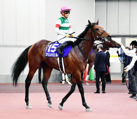 【POG】新種牡馬クリソベリル産駒のレッドレベンディスが26日・中京芝千四でデビュー　庄野調教師「楽しみ」