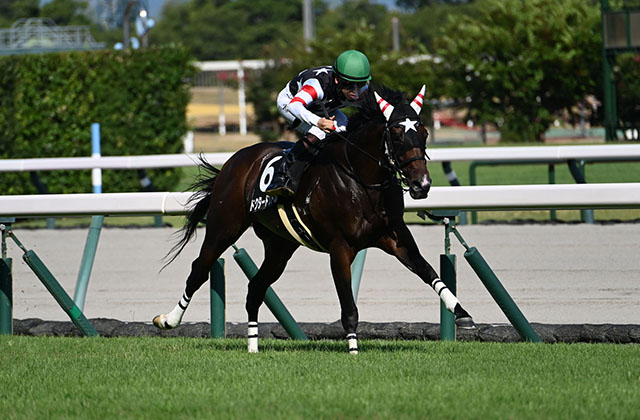 【関ケ原S】1番人気の好走率高め 母の父キングマンボ系に注目