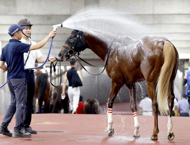 キング姐さん新潟初見参、いきなりエコロアルバで新馬戦快勝