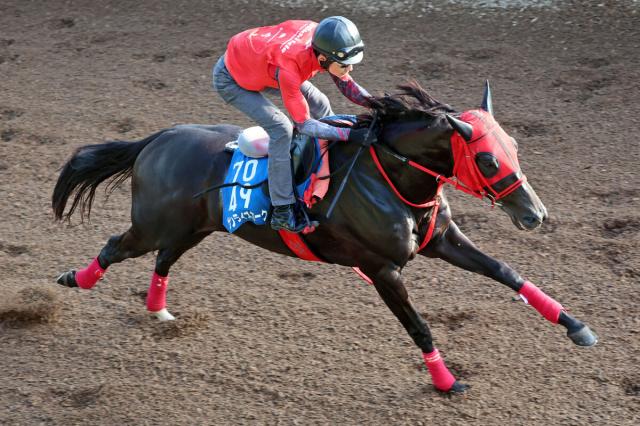 【東海S】重賞3勝のサンライズホークは10着に敗れる　吉村誠之助騎手「前半から進んでいく感じがなく…」