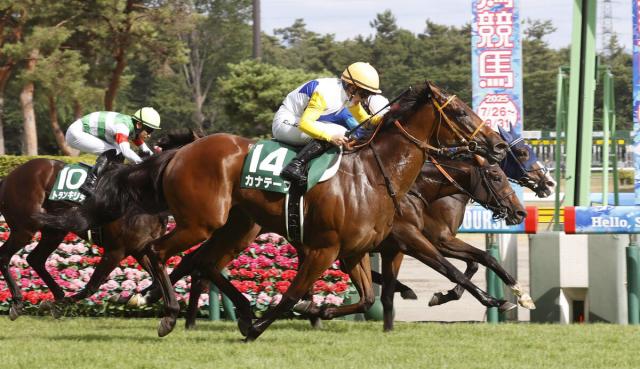 【関屋記念】カナテープがコースレコードで重賞初制覇　“キング姐さん”は函館2歳Sに続く2週連続重賞V