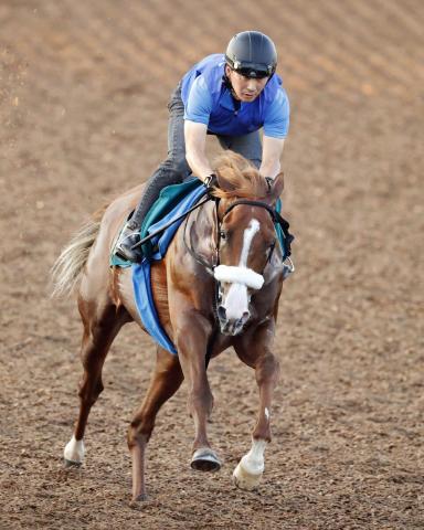 【新潟新馬戦・西山の特注馬】アーモンドアイの2番子プロメサアルムンドの最終追い切りに注目