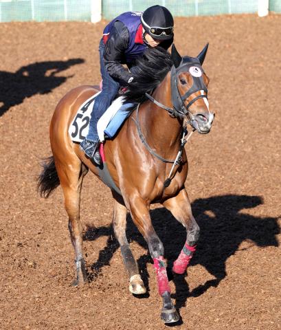【アイビスSD・理貴の特注馬】千直適性上位のカフジテトラゴン　格上挑戦でも押し切りに期待