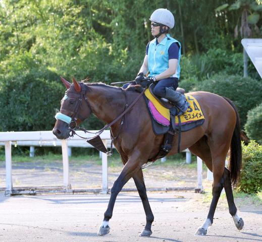 【アイビスSD】昨年覇者モズメイメイが上昇ムード　前川調教師「歩様もグッと良くなってスムーズに」