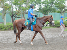 今週デビュー予定のプロメサアルムンド(撮影：竹之内元)