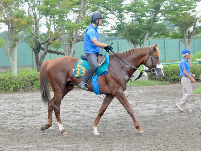 アーモンドアイの2番仔が日曜新潟で初陣 国枝師「総合的な点数は高い」/関東馬メイクデビュー情報