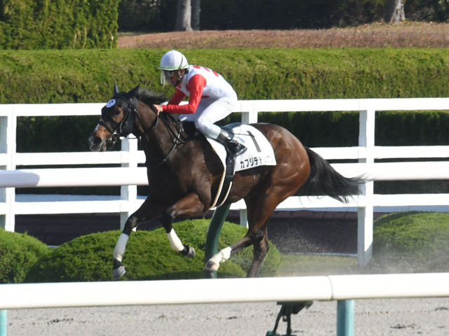 【アイビスSD展望】好走データに当てはまるカフジテトラゴンが重賞初制覇へ