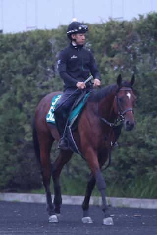 【中京新馬戦】イミグラントソング半弟エルナト　斉藤崇師は評価「気持ちが前向きで馬体もいい」