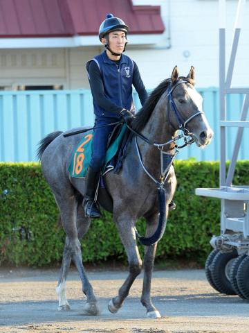 【札幌新馬戦】レッドスティンガー　体に流れる名スプリンターの血「普段はおとなしいけど…」