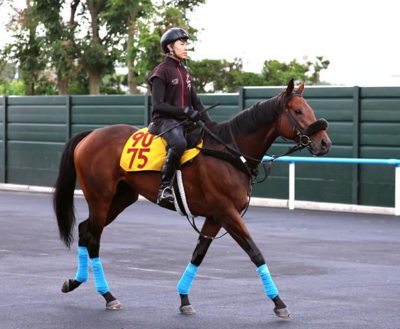 【クイーンS】フィールシンパシーはコース変わりで変わり身を期待　小島調教師「今朝も立派な体に見えます」