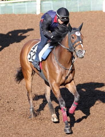 【アイビスSD】千直で2着4度のカフジテトラゴン　武英調教師は控える競馬も示唆「いつもと違う形になるかも」