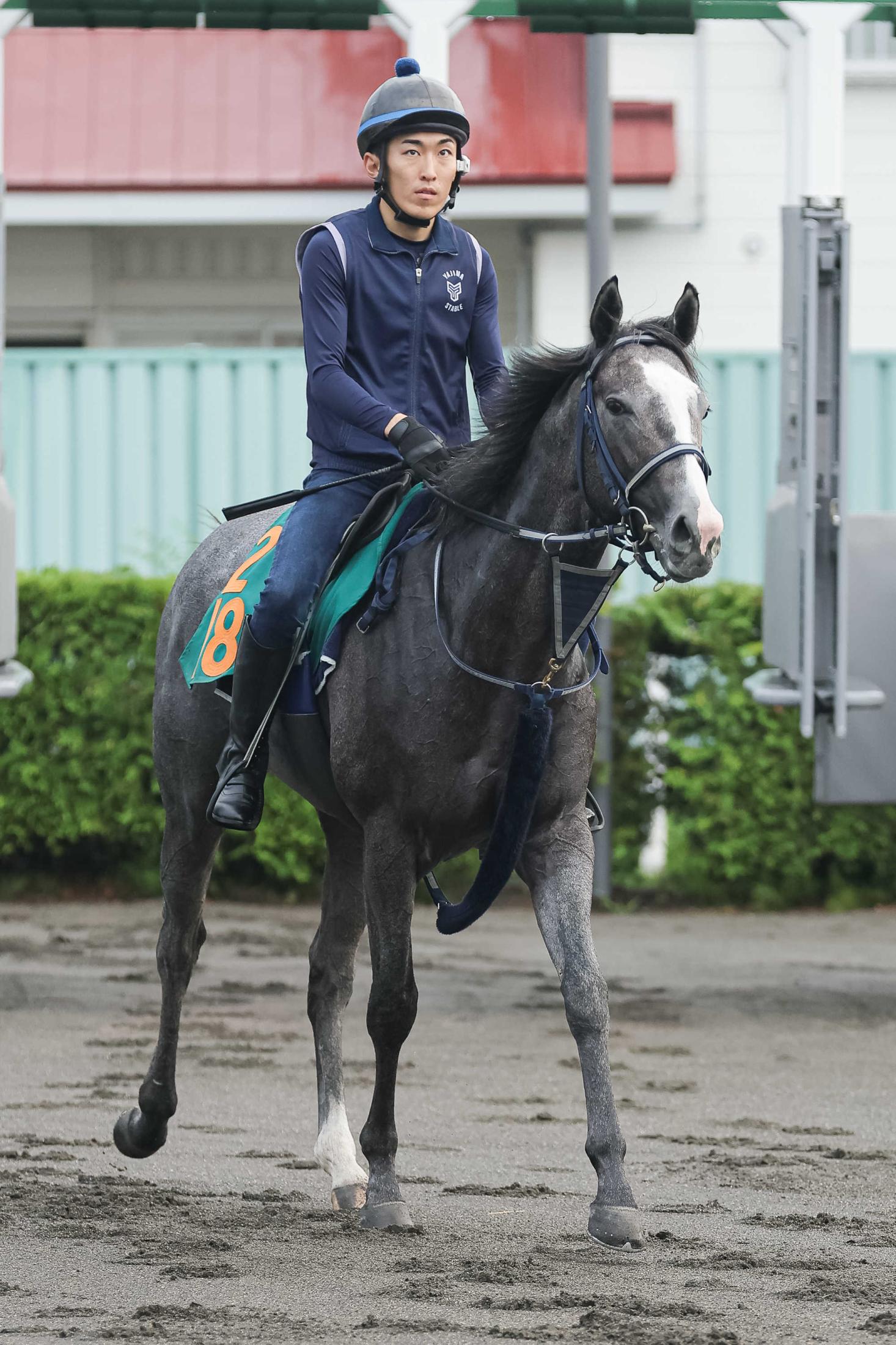 【新馬戦】レッドスティンガー　父と同じ芦毛の馬体　陣営「真面目で競馬はしやすい」