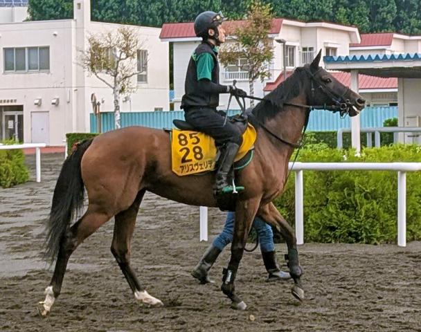 【クイーンS】前走G1・5着のアリスヴェリテ、重賞2勝目へ　小回りの札幌で持ち味の先行力生かす