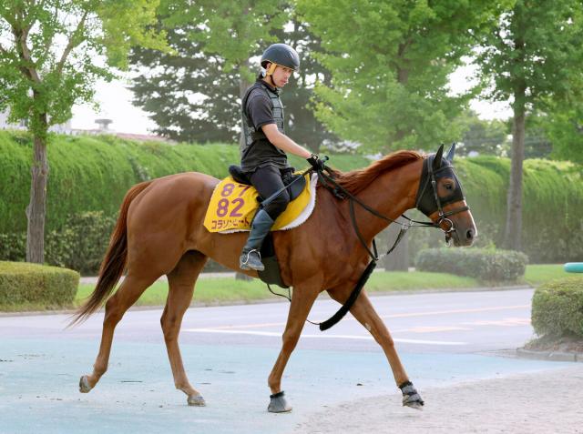 【アイビスSD】コラソンビート、真夏の新潟千直で復活狙う　前走初千二で3着　加藤士調教師「状態が良くなってきたことに、距離を短くしたことがマッチした」