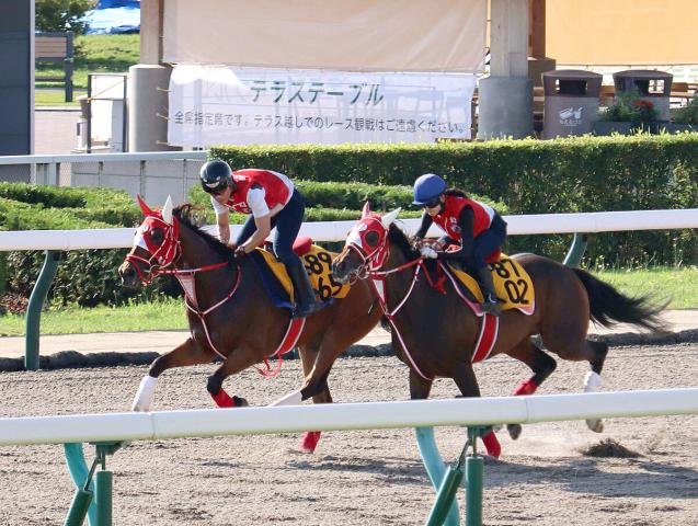 【クイーンS】ドナベティとグランスラムアスクの矢作厩舎2頭が併せ馬を実施　ともに「状態はいい」陣営