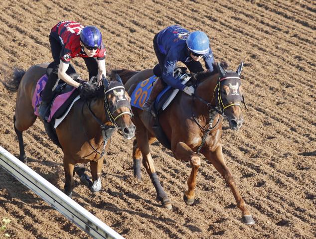 【アイビスSD】クムシラコが坂路で軽快　2週連続で騎乗の杉原誠人騎手「いい動きでした」