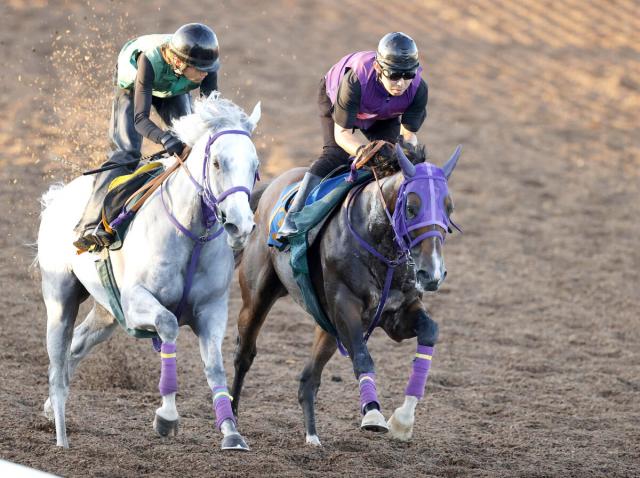 【アイビスSD】ブーケファロスは重賞初制覇へ虎視たんたん　清水英調教師「この馬としてはいい動き」