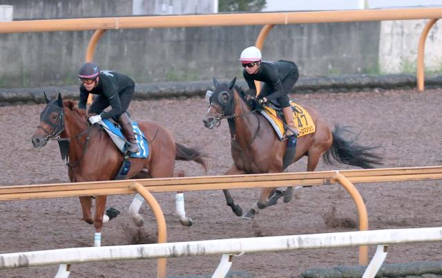 【アイビスSD】ピューロマジックはいつも通りソフトな最終調整　安田調教師「エキサイトせず、上手に走れていた」