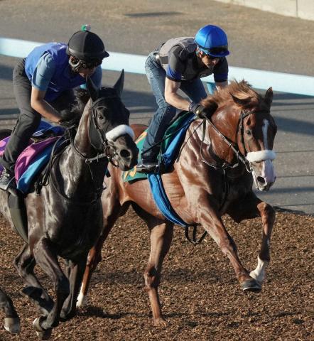 【新潟新馬戦】“アーモンドアイの2番子”プロメサアルムンド　ルメール初コンタクト「凄く真面目」